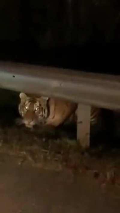 Siberian Tiger is waiting