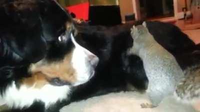 Squirrel trying to hide some nuts in a dog