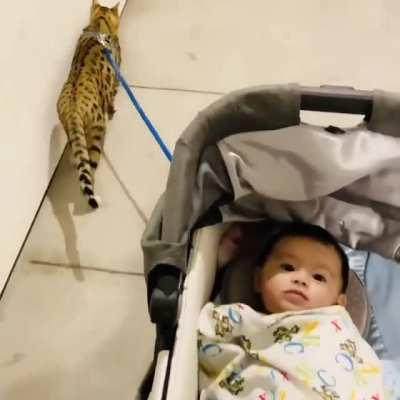 My cat has no clue I let go of the stroller.