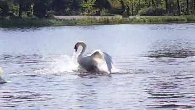 Gull messed with the wrong family of Swans.