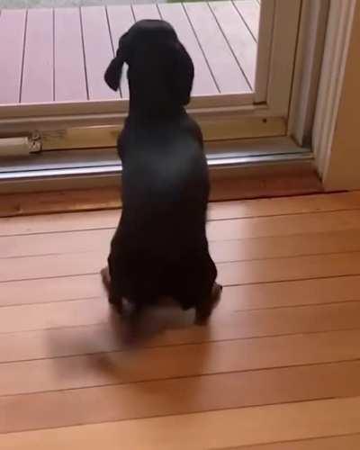 Dogs might be in just a small part of our lives, but to them, we are their whole life.