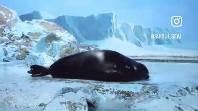 Utterly ridiculous wunkus