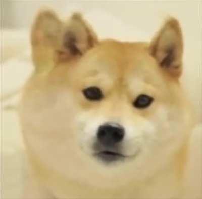 Doge Sings Baka Mitai (Dame Da Ne)