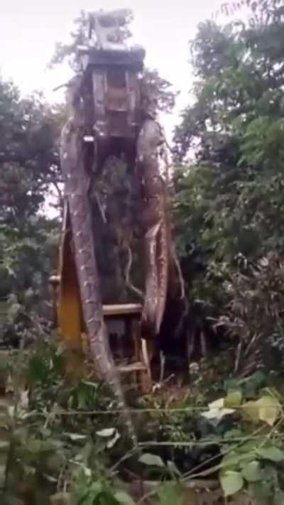 A 34-foot-long, 990-pound Anaconda was discovered at a construction site in Brazil.