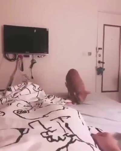 Cat just yeeted the fish to owner, I need a cat like that!