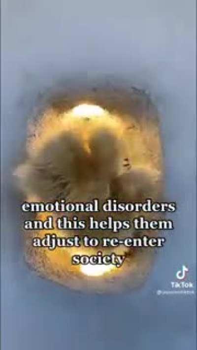 I felt the need to share this wholesomeness with y'all. Especially because of the toe beans 🐻🐾☺