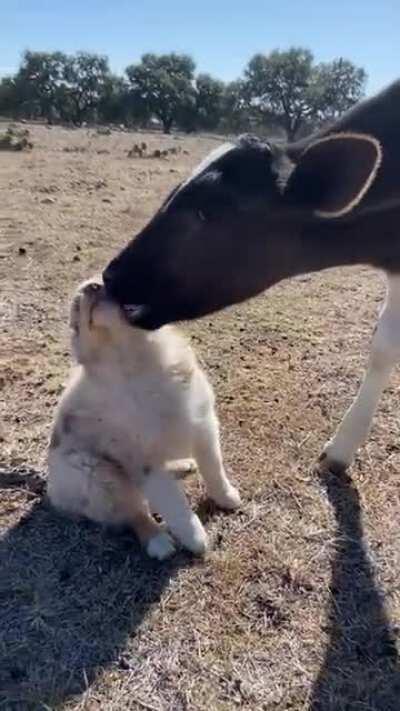 Calf called Milkshake tries to drink on a puppy's little snout