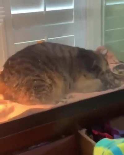 Caturday doesn't mean do whatever you want, Mittens, you fucking chonk.