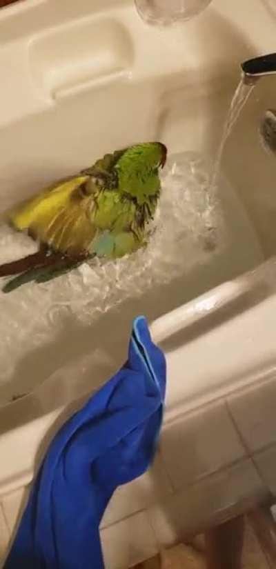 Late night wet chicken Wednesday party!