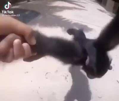 Monkey memes I’ve gotten on discord day 4