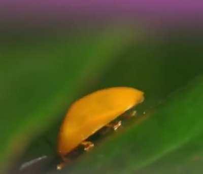 What's this bug? It's so cute!!