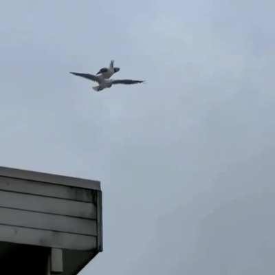 A Seagull Riding a Seagull