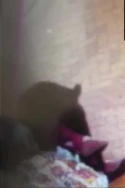 Don't play with random dogs