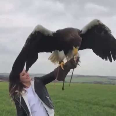 Stellar's sea eagle is one of the world's heaviest and one of the largest eagles, weighing between 11 to 20 lbs