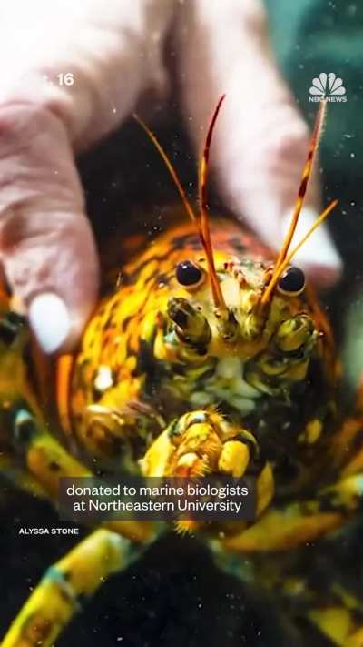 Rare 'spooky' lobster donated to marine biologists at Northeastern University