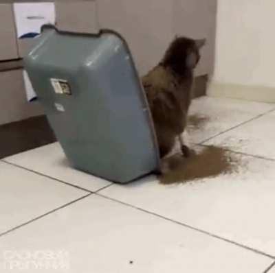 Cat accepted its fate. Credit to u/o0Otaca0o on r/bettereveryloop