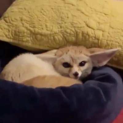 *aggressive chirping*