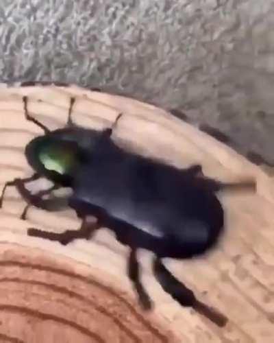 Si, los escarabajos son muy fuertes.