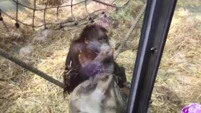 This be like a toddler fiddling around with string and pulling itself up and down.