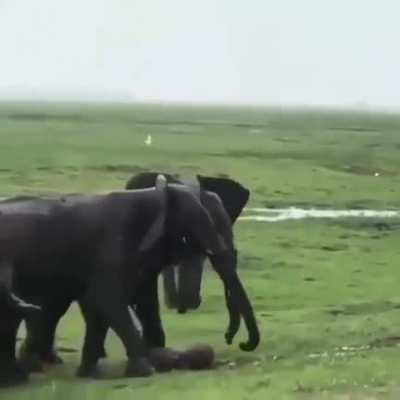 🔥 when an Elephant gives birth.