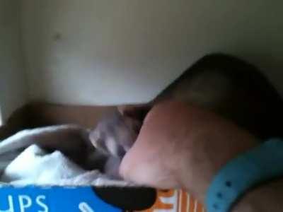 Ferret asking human to meet her babies