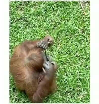 Sunglasses accidentally dropped into a zoo orangutan enclosure