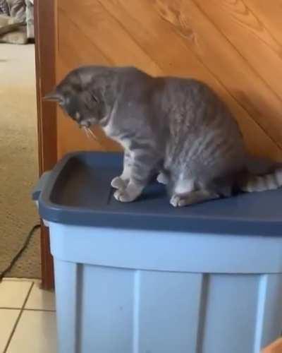 Грация кошки