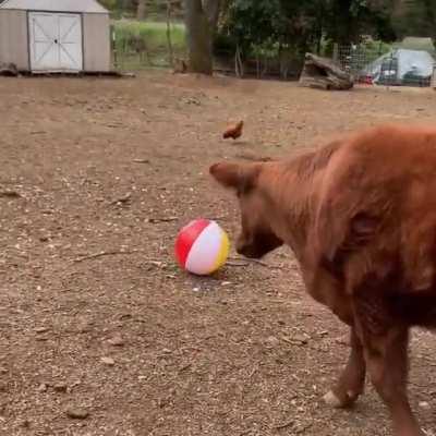 Every Cow Should Have A Beach Ball