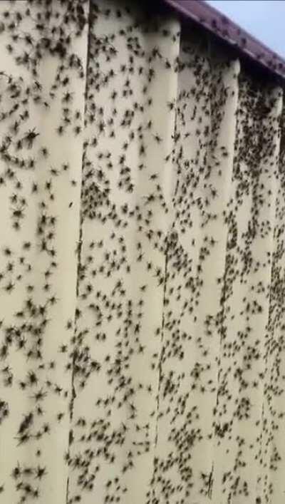 The itsy bitsy spider