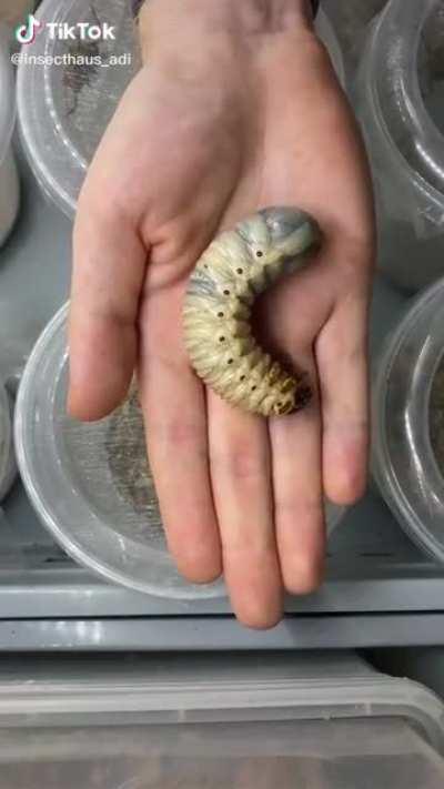 The life cycle of bugs