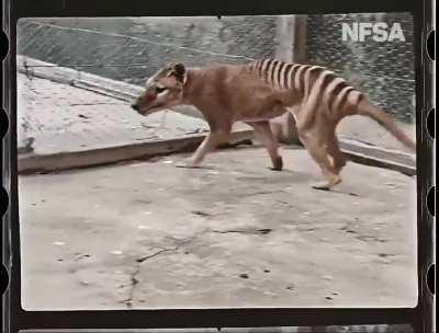 Color video of the Tasmanian tiger, the last of its kind. This species became completely extinct 85 years ago!