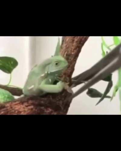 vegan frog ain't playin' with u