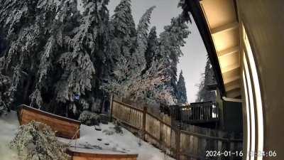 Tree overloaded with snow and ice falls 2024-01-16