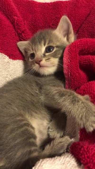 Perfect little yawn/bite at the end