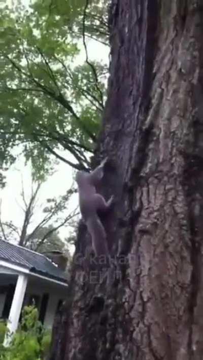 Here you go little fellow