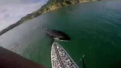 Curious Orca Inspects Paddleboard.