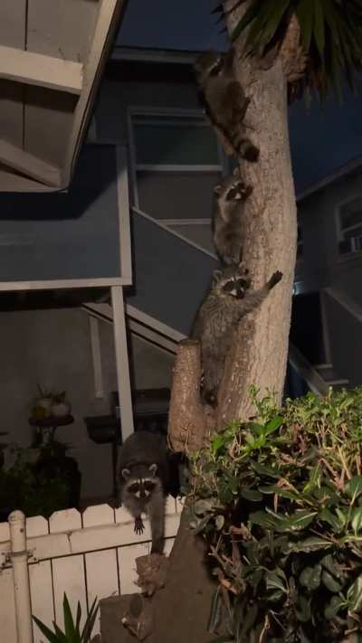 Four visitors last night 🦝 🦝 🦝 🦝 👀