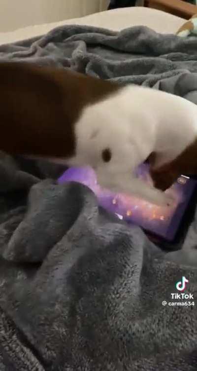 o barulho da patinha