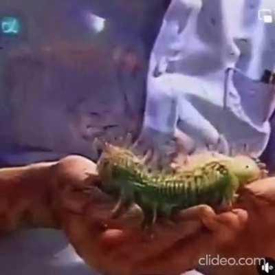 un mensaje para todos los virgos del server