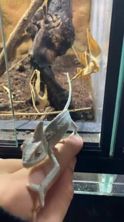 Cham at local store seems to like me :)