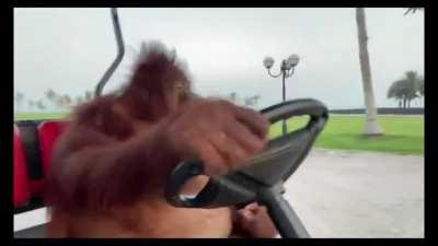 Orangutan Dreams - Made a little mashup of the Orangutan Golf Cart Video