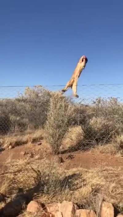 Caracal jumps from the fence to catch the meat thrown at it