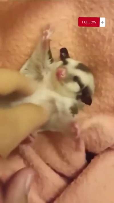 Raising a Sugar Glider from Infancy.