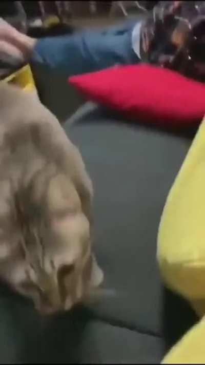 This seemed like it needed to be here for an honorable mention.