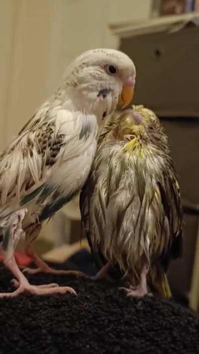 Himmel taking care of his younger brother Storm after his first shower.