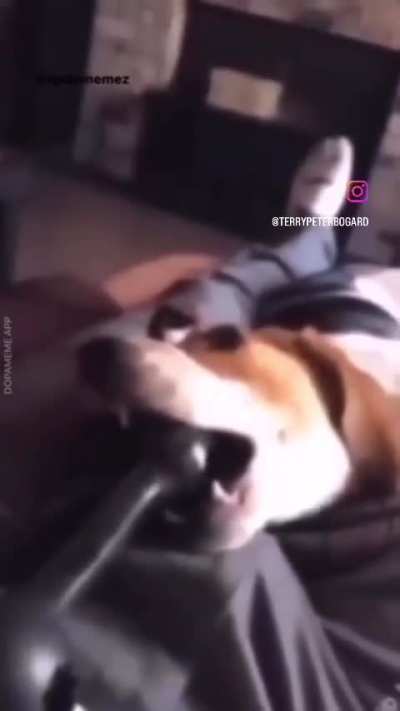 What the dog doin? o_O