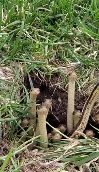 Snake Lords, Maker Of The Pit