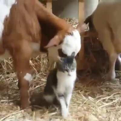 Cows are among the gentle creatures. This allows them to befriend All kinds.