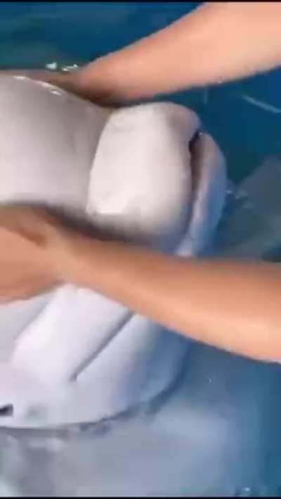 The forehead of a beluga whale is actually a fat cushion-melon.