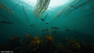 Relax and Drift Peacefully Through Vancouver Island’s Kelp Forests [OC]